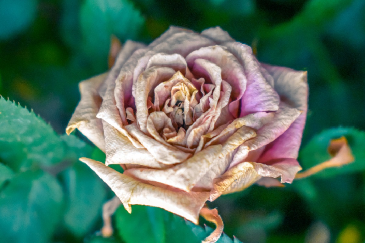 Doenças das rosas (Foto: Reprodução Canva Pro)