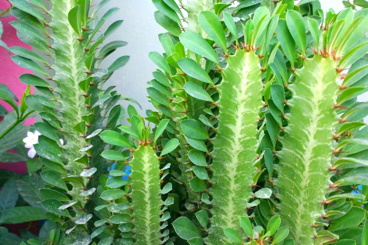 Euphorbia (Foto: Reprodução Canva)