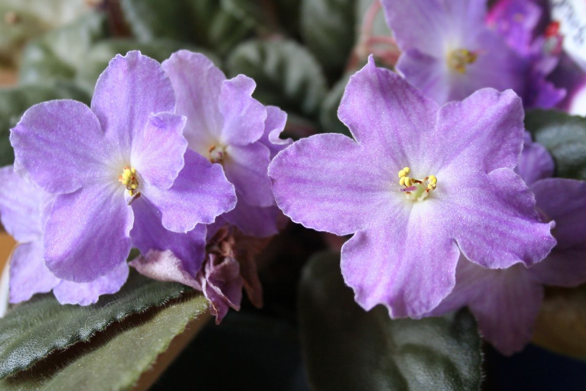 Flores para cultivar em apartamento-violeta africana