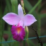 Orquídea-bambu (reprodução Canva Pro)