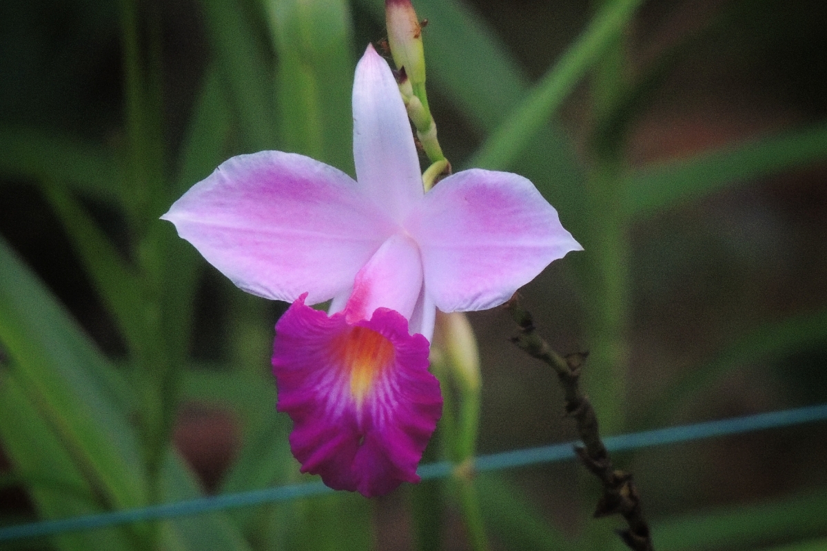 Orquídea-bambu (reprodução Canva Pro)