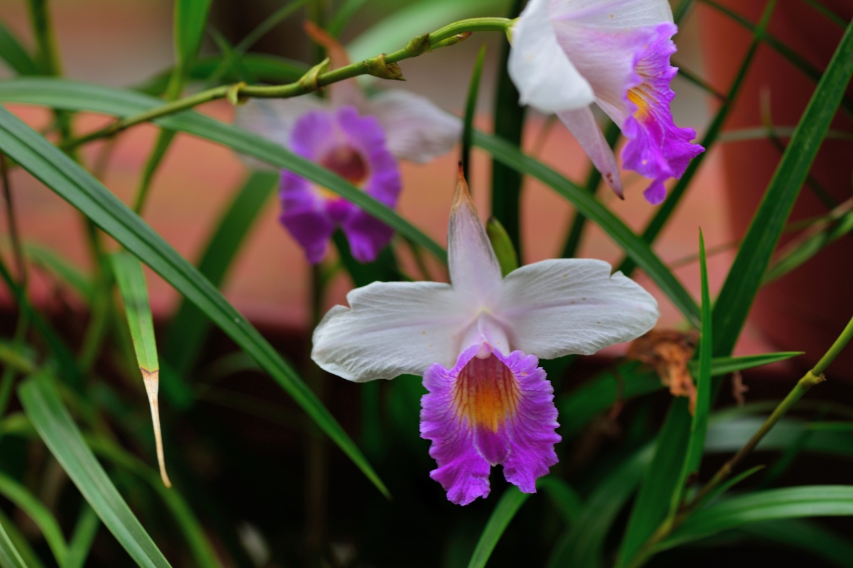 Orquídea-bambu (reprodução Canva Pro) 