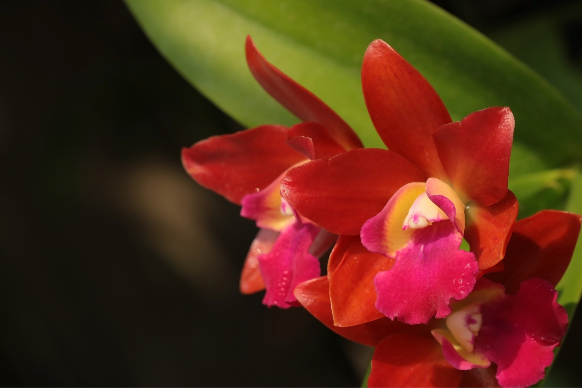 Orquídea-vermelha (reprodução Canva Pro)