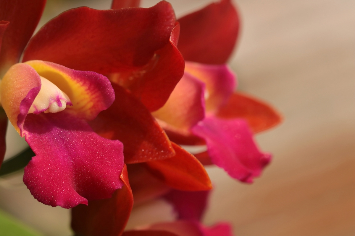 Orquídea-vermelha (reprodução Canva Pro)