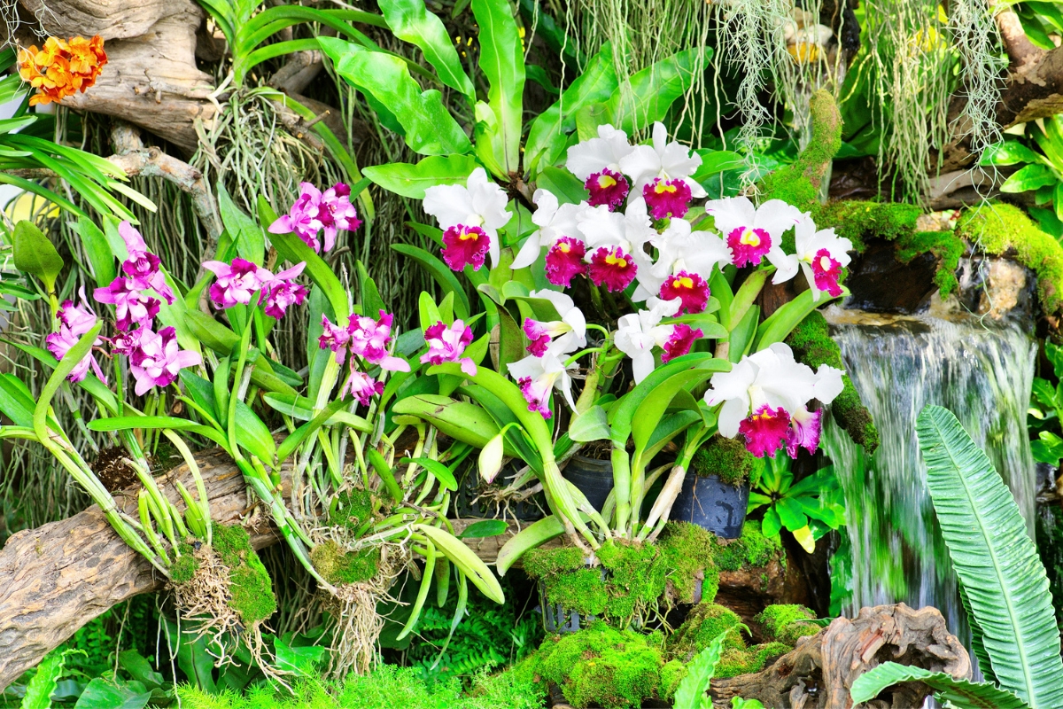 Orquídeas (reprodução Canva Pro)