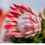 Protea (reprodução Canva Pro)