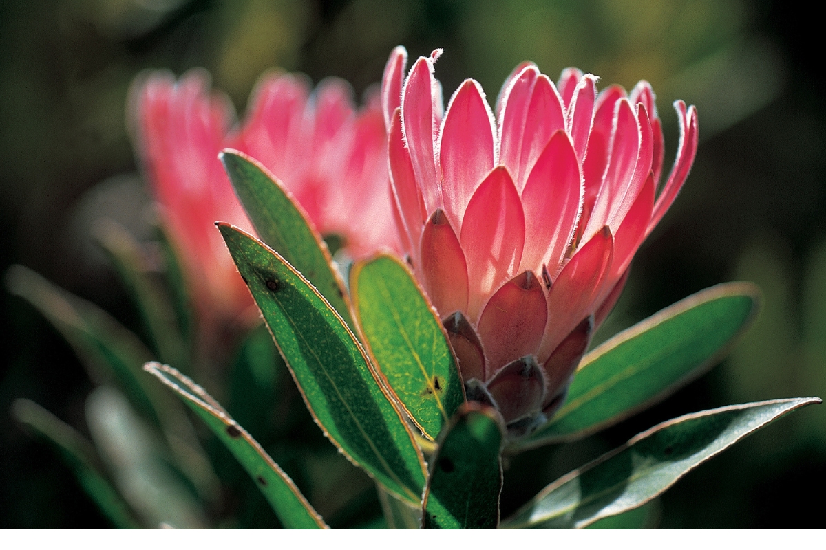 Protea (reprodução Canva Pro) 