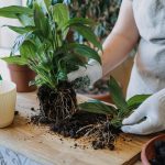 Replantar suas plantas (reprodução Canva Pro)
