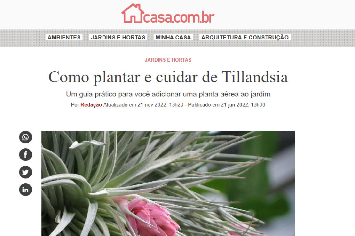 Reportagem sobre Tillandsia (Foto: Reprodução Portal Abril)