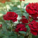 Rosas (Foto: Reprodução Canva)