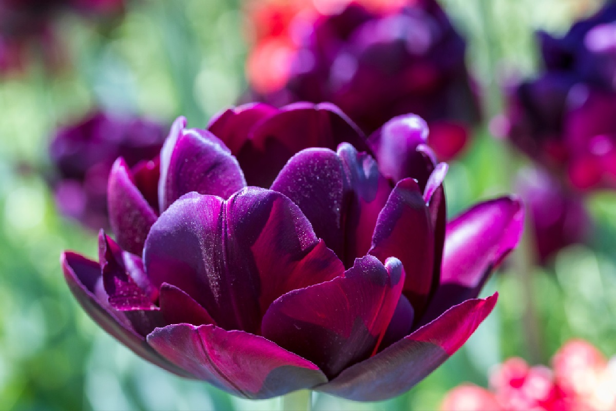 Tulipa Black Hero (Foto: Reprodução Canva)