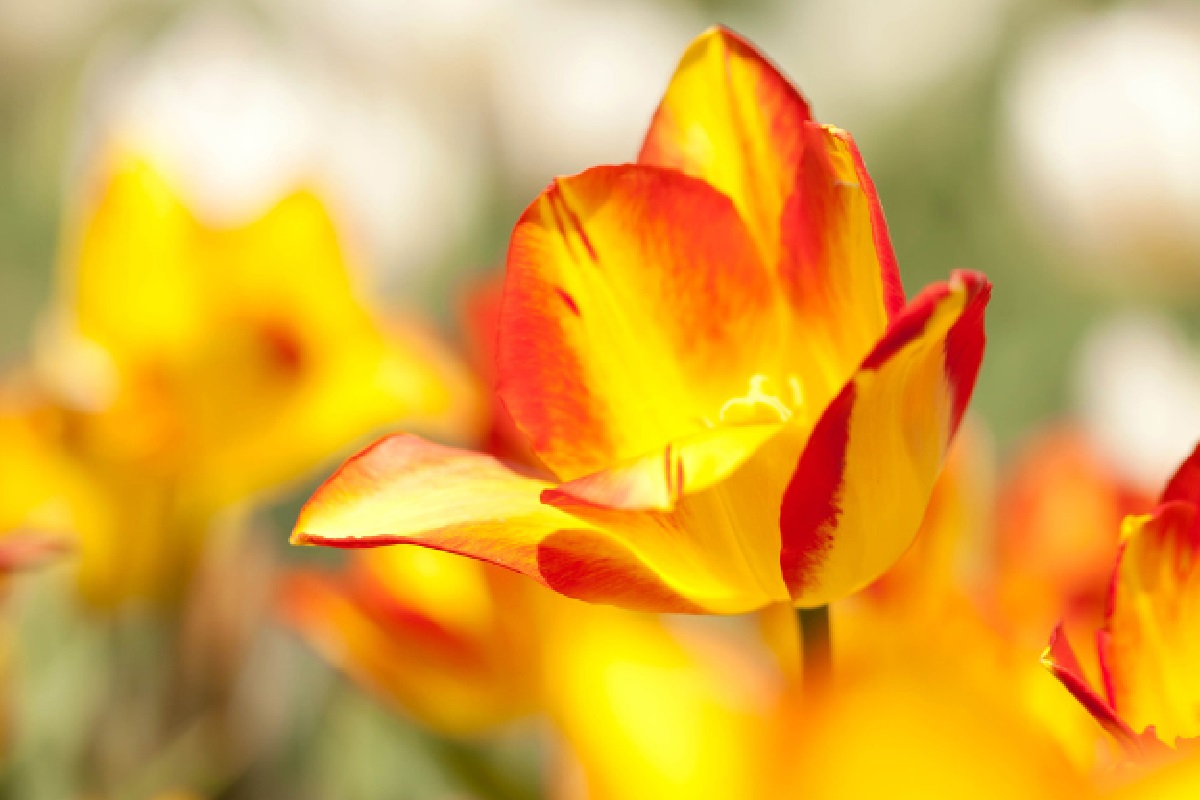 Tulipa chama olímpica (Foto: Reprodução Canva)