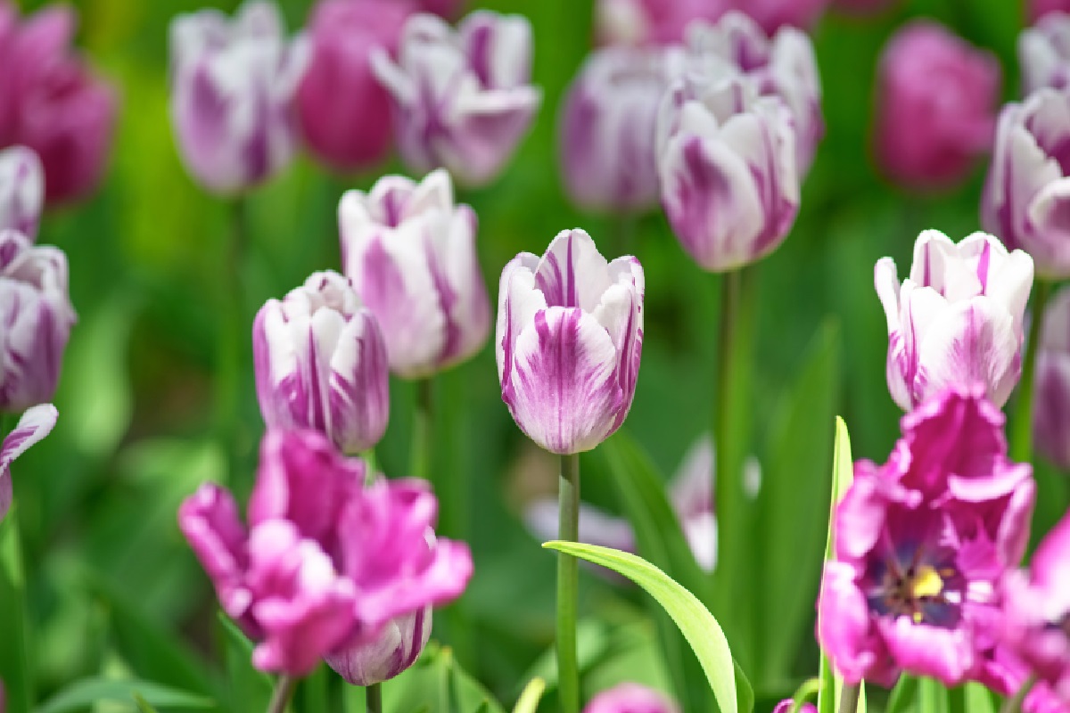 Tulipa rems favourite (Foto: Reprodução Canva)