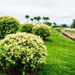 4 arbustos que ficam perfeitos na composição do paisagismo de quintal - Canva