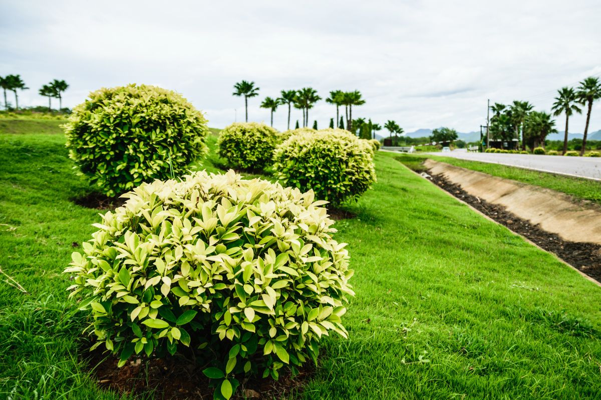 4 arbustos que ficam perfeitos na composição do paisagismo de quintal - Canva