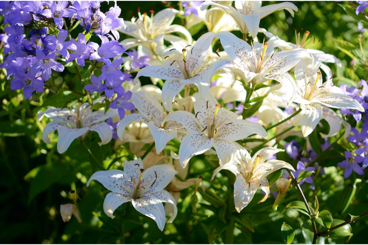 Conheça 4 plantas com flores que vão mudar o paisagismo do seu quintal - Canva