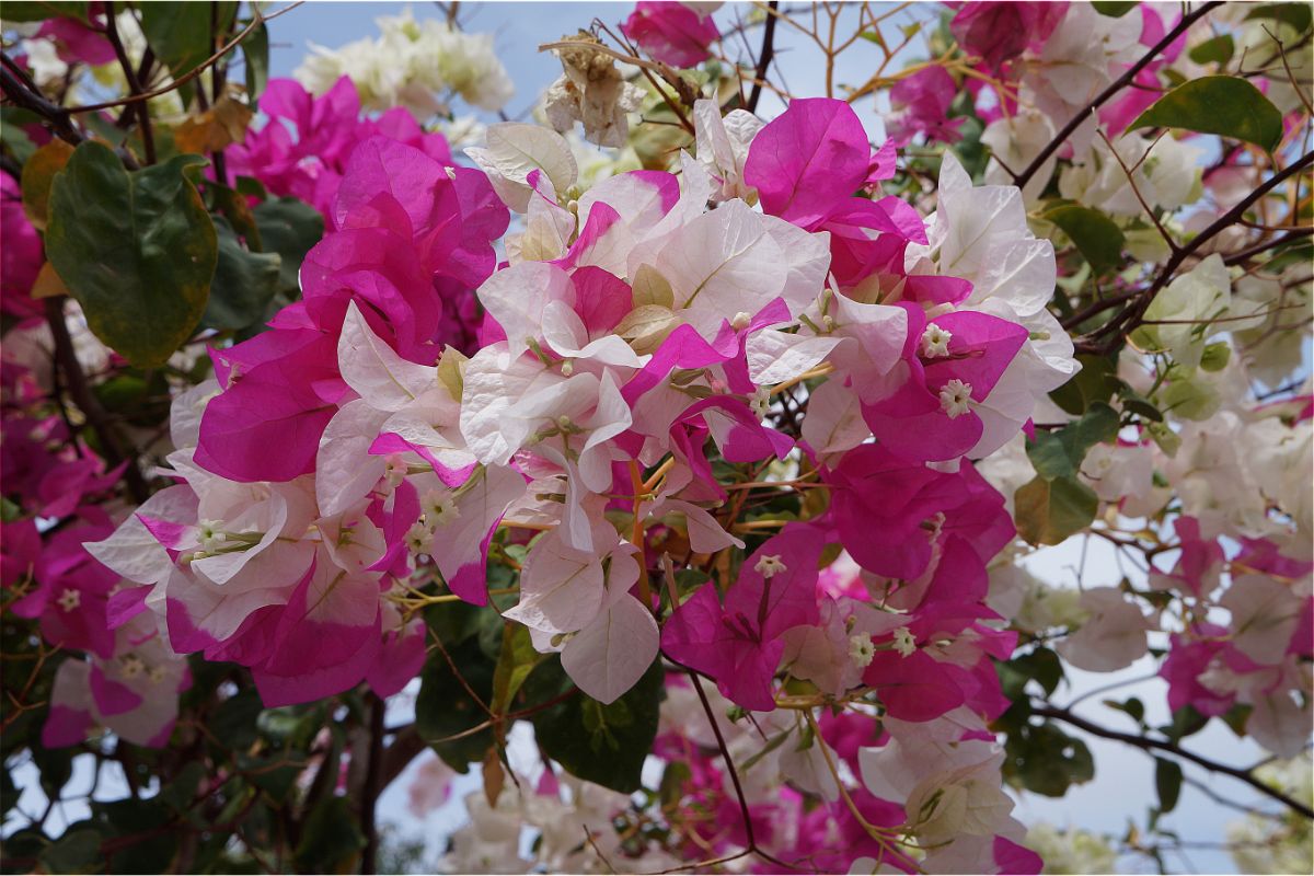 Primavera: trepadeira com flores coloridas que espalham no jardim; saiba como cuidar e usar na decoração - Canva