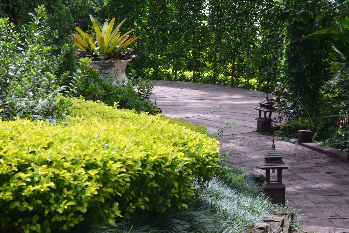 4 tipos de paisagismo fáceis de incluir no quintal; veja dicas de plantas para esse espaço - Canva