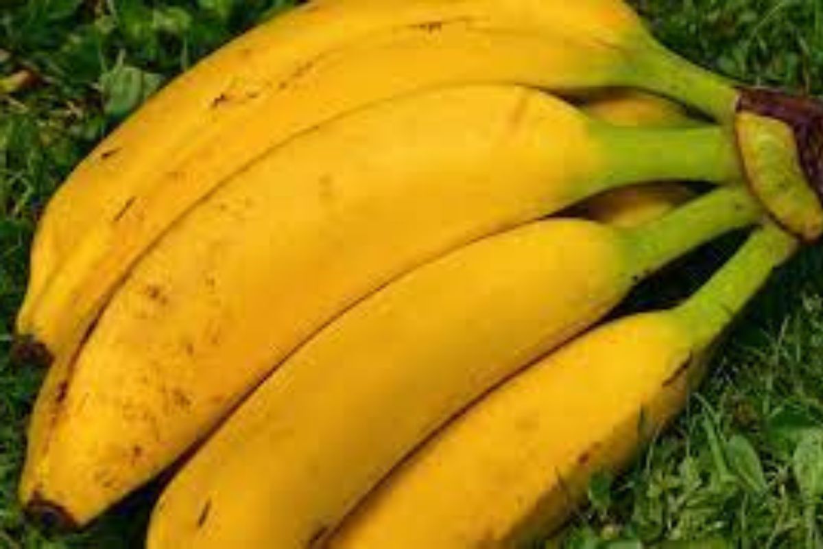 Banana-da-terra: veja como é fácil cultivar com essas dicas. Foto: Wikpedia Commons
