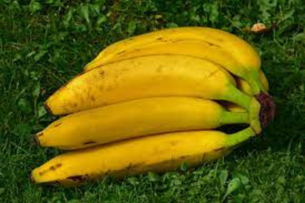 Banana-da-terra: veja como é fácil cultivar com essas dicas. Foto: Wikpedia Commons