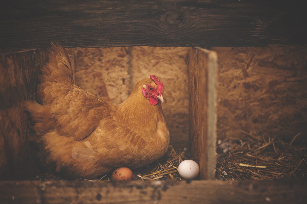 Ovos de galinha: dicas simples para aumentar a produção. Foto: Pixabay