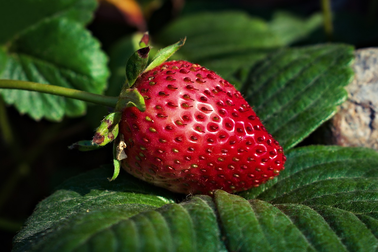 Olericultura: quais legumes ideais para locais menores; veja. Foto: Pixabay